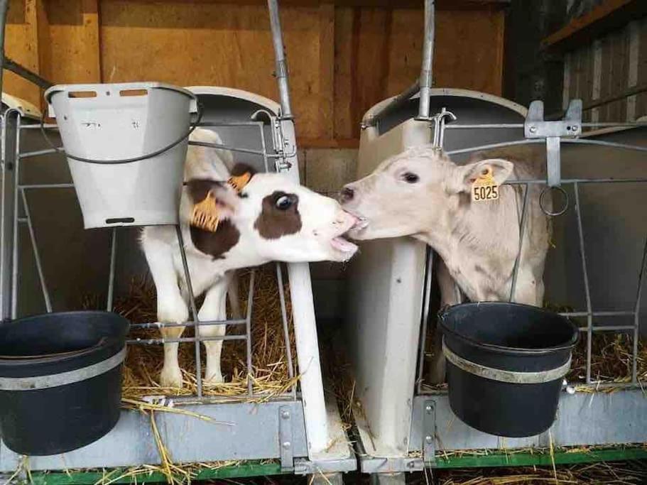 Gite Ferme Cidricole Et Laitiere Villa Magny-le-Desert Bagian luar foto