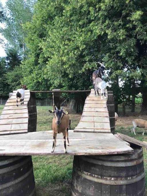 Gite Ferme Cidricole Et Laitiere Villa Magny-le-Desert Bagian luar foto